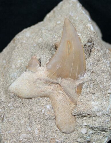 Bargain Otodus Fossil Tooth In Matrix #6344